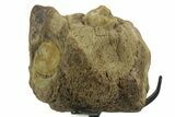 Fossil Mosasaur Jaw Section with Metal Stand - Texas #377839-1
